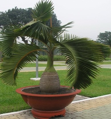 CÂY CAU SÂM BANH 2