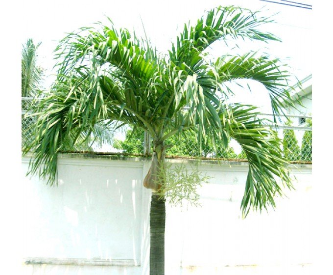 CÂY CAU TRẮNG 2