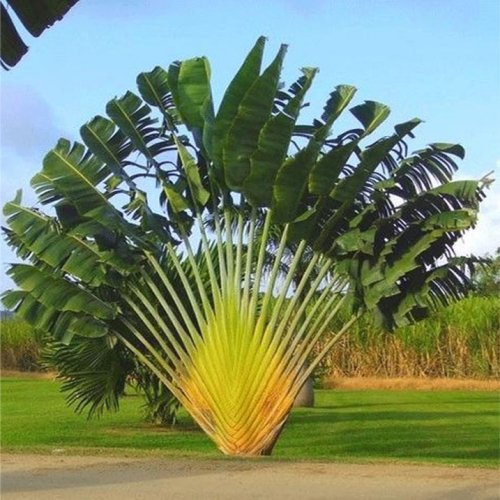 CÂY CHUỐI RẺ QUẠT 2