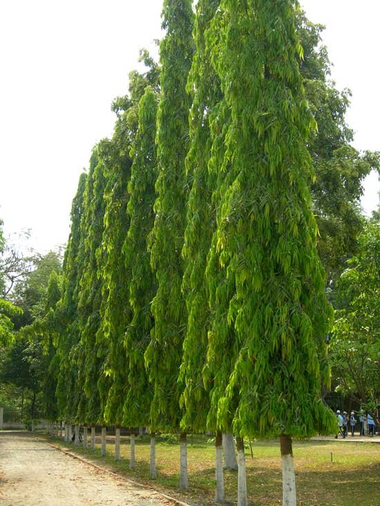CÂY HOÀNG NAM 2