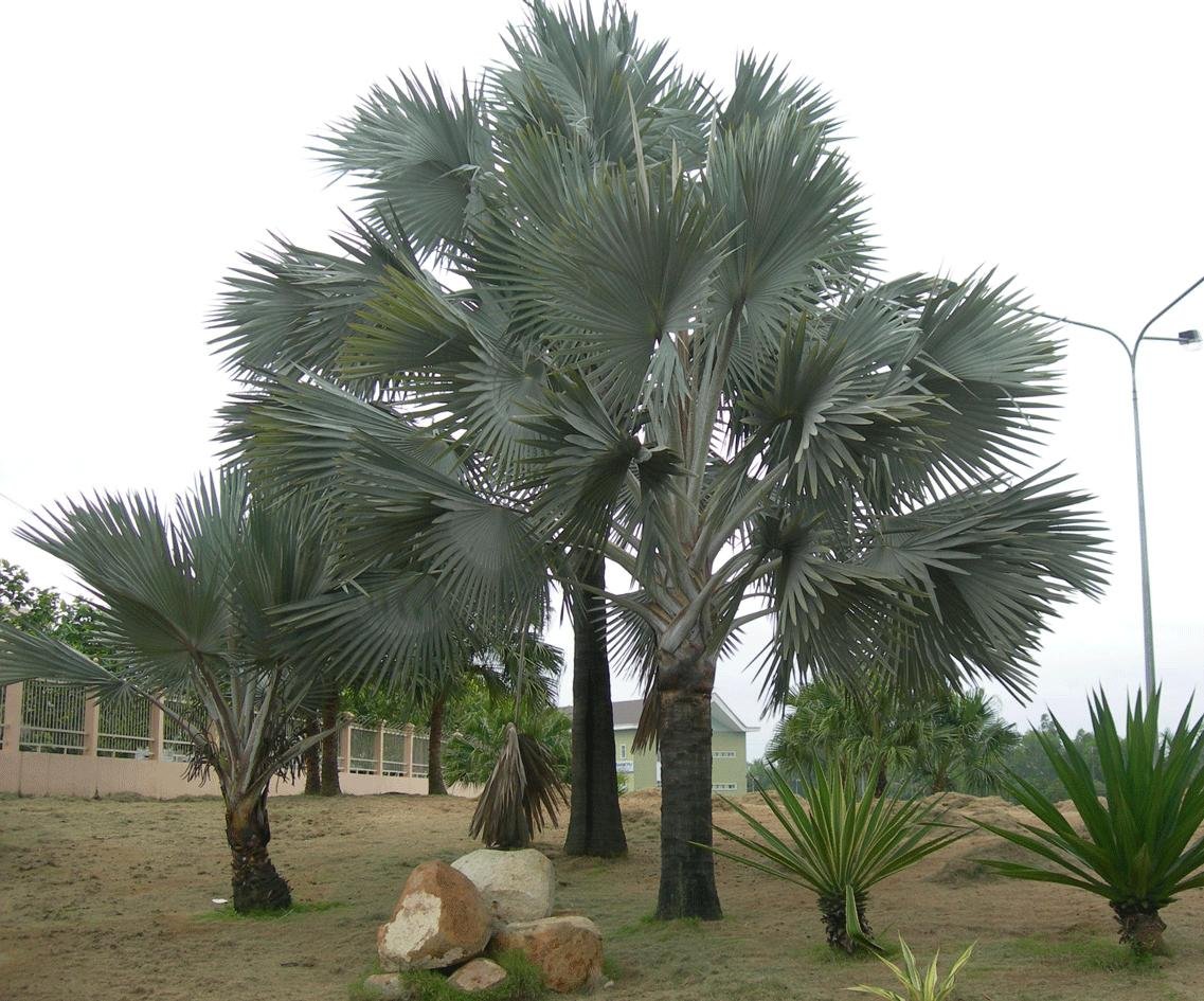 CÂY KÈ BẠC 3