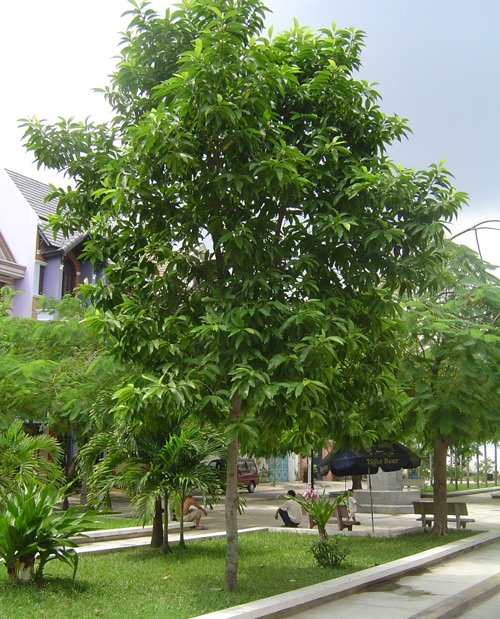 CÂY NGỌC LAN TRẮNG 2