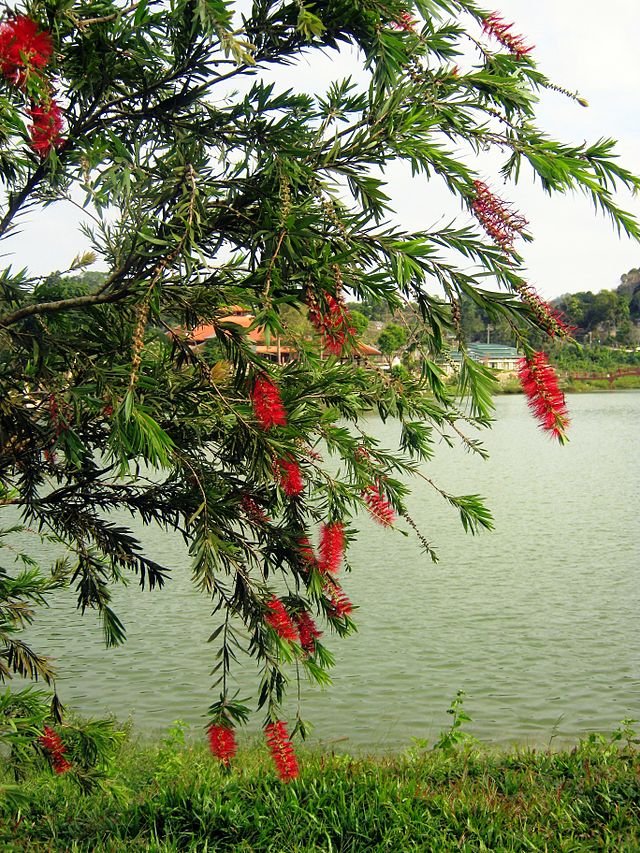 CÂY TRÀM BÔNG ĐỎ 3