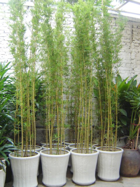 CÂY TRÚC QUÂN TỬ 2