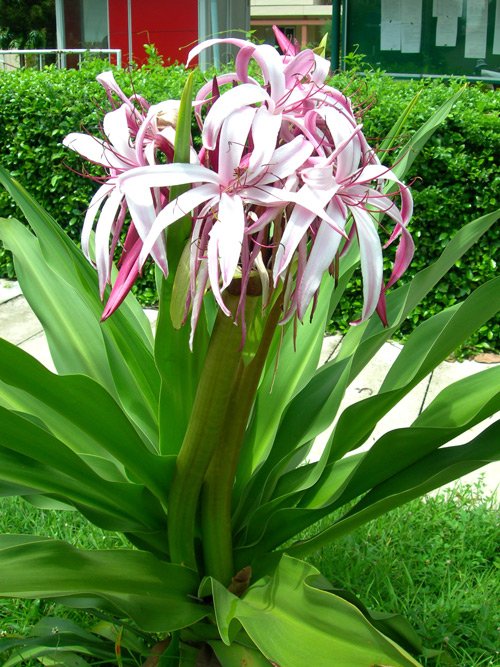 CÂY ĐẠI TƯỚNG QUÂN 2
