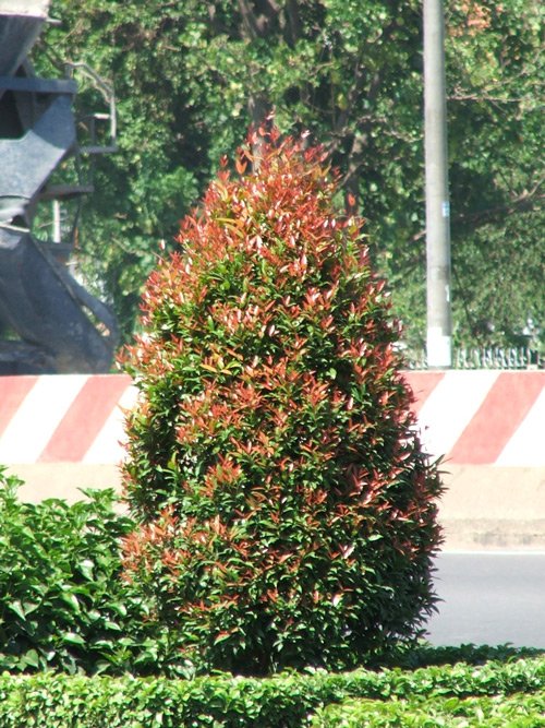 CÂY HỒNG LỘC 2