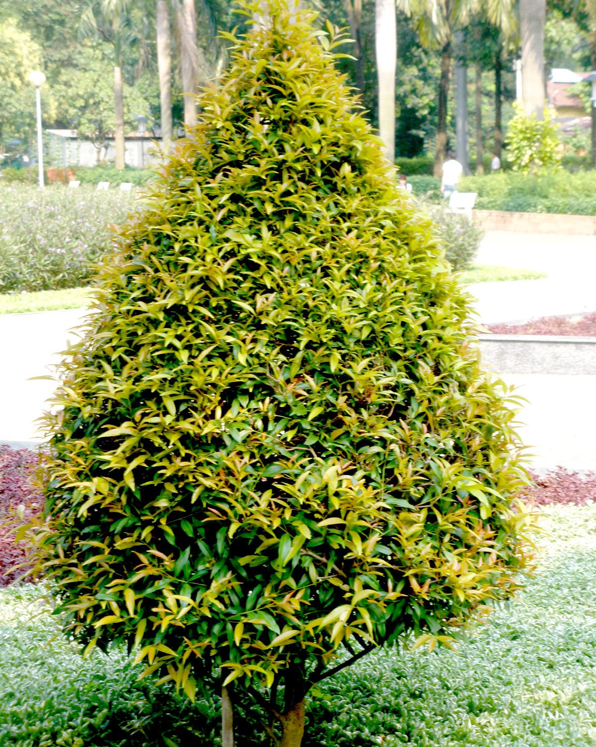 CÂY HỒNG LỘC 3