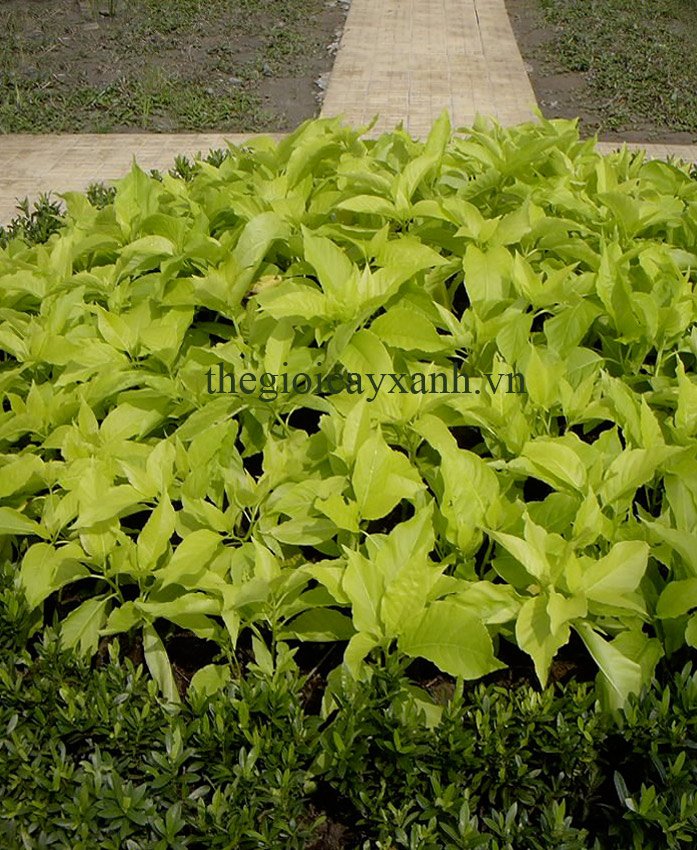 CÂY LÁ TRẮNG: Giá bán từ 20k, Đặc Điểm, Công Dụng, Cách Chăm Sóc 2