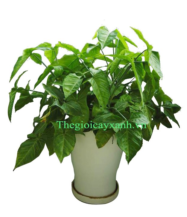 CÂY TRÓC BẠC 3