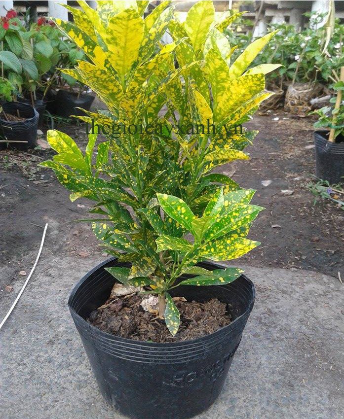 CÂY VÀNG BẠC:Giá bán từ 35k, Đặc Điểm, Công Dụng Chi Tiết 2