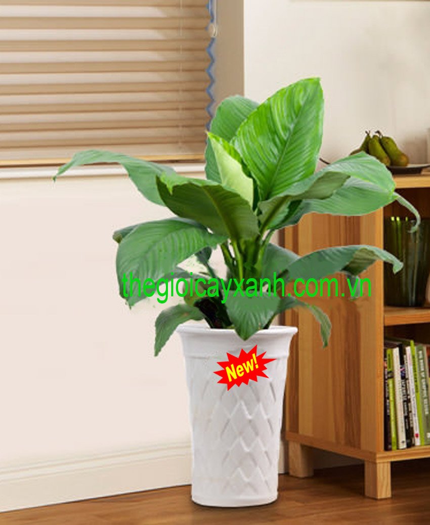 Cây Lan Mỹ: Giá bán 359k, Ý nghĩa, đặc điểm,trồng và chăm sóc chi tiết 3