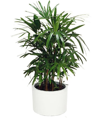 CÂY MẬT CẬT 2