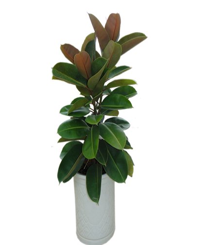 CÂY ĐA BÚP ĐỎ 2