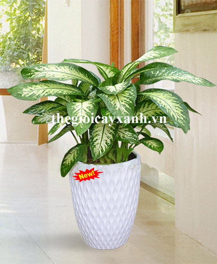 Cây Dạ Lan Thanh: Giá từ 329k, Ý nghĩa, công dụng, cách trồng, chăm sóc 2