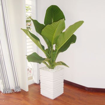 CÂY ĐẠI PHÚ GIA 3