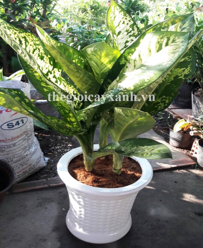 Cây Danh Dự: Giá bán 359k, ý nghĩa, công dụng, cách trồng chăm sóc 3