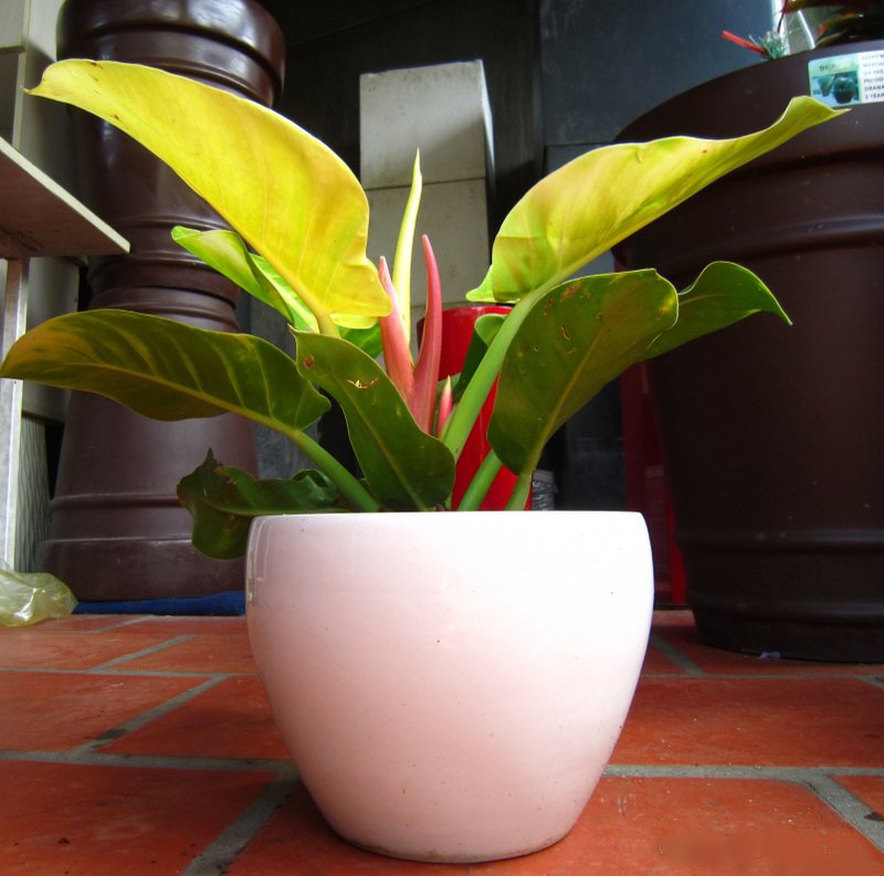 CÂY ĐẾ VƯƠNG 2