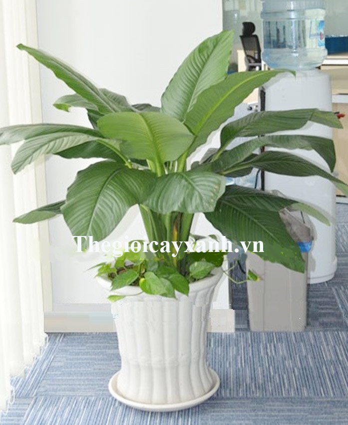 Cây Lan Mỹ: Giá bán 359k, Ý nghĩa, đặc điểm,trồng và chăm sóc chi tiết 2