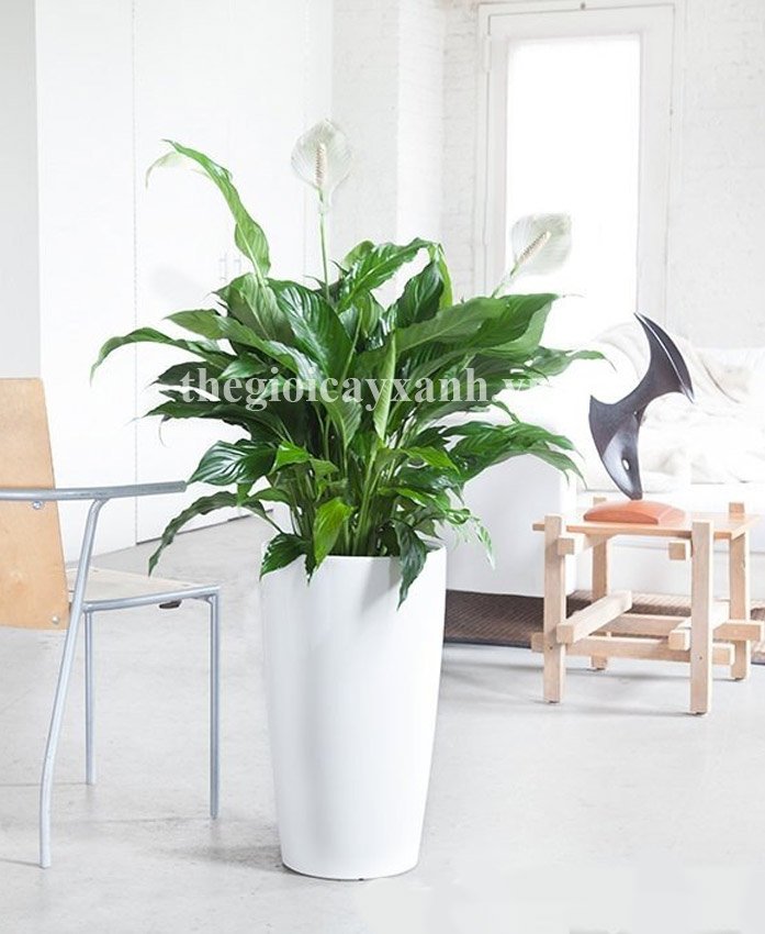 Cây Lan Ý: Giá bàn từ 279k, Ý nghĩa, Cách Trồng Và Chăm Sóc 2