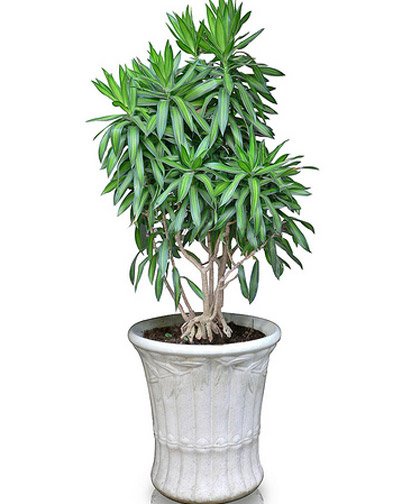 CÂY TRÚC BÁCH HỢP 3
