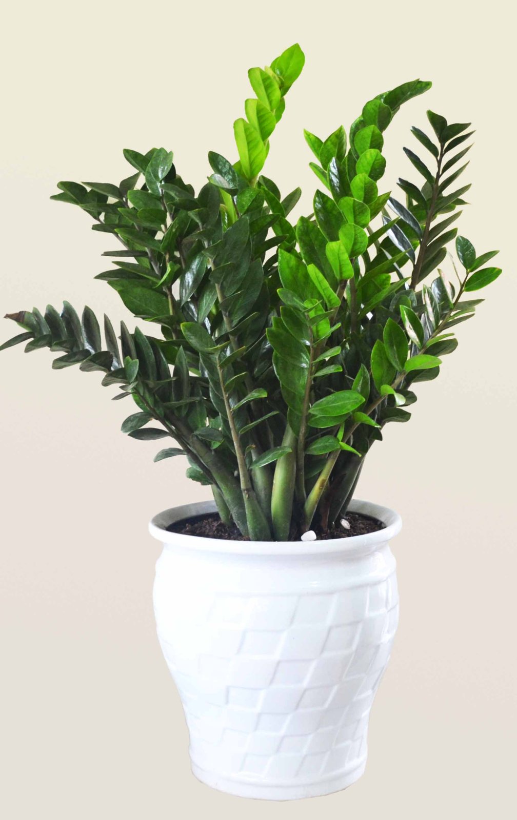 CÂY KIM TIỀN 3