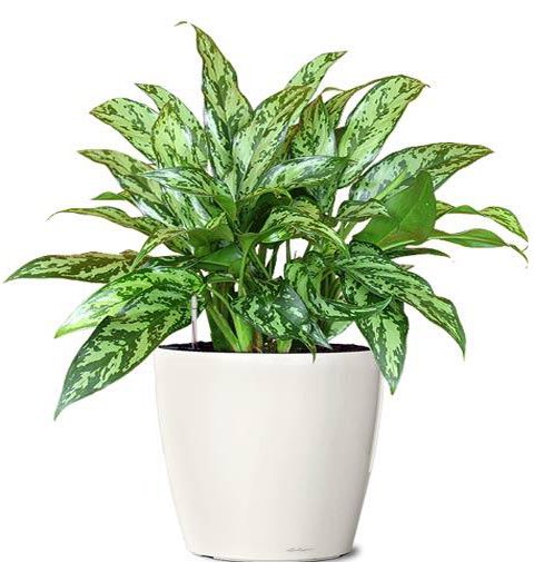 CÂY NGÂN HẬU: Giá Từ 259k, Đặc Điểm, Ý Nghĩa, Cách Chăm Sóc 3