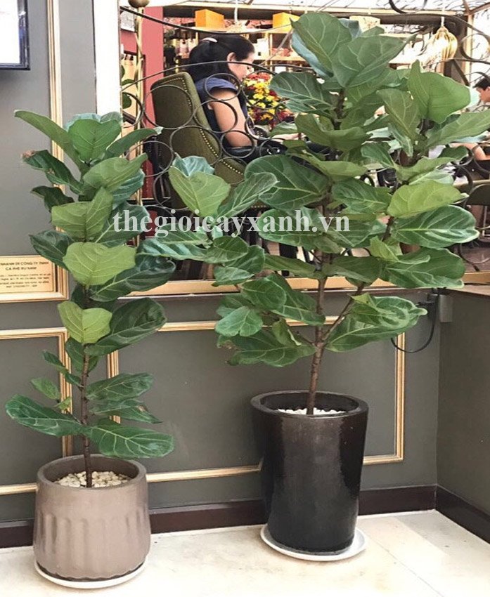 Cây Bàng Cảnh Singapore: Giá bán từ 250k, đặc điểm, cách trồng, chăm sóc 2