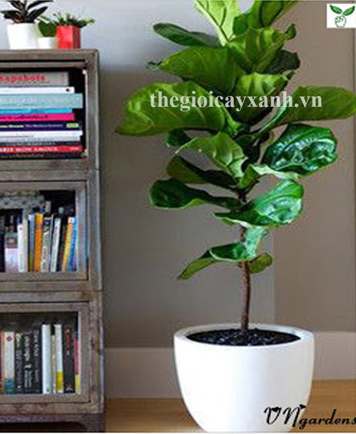 Cây Bàng Cảnh Singapore: Giá bán từ 250k, đặc điểm, cách trồng, chăm sóc 3