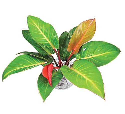 Cây Đế Vương Thủy Sinh 2