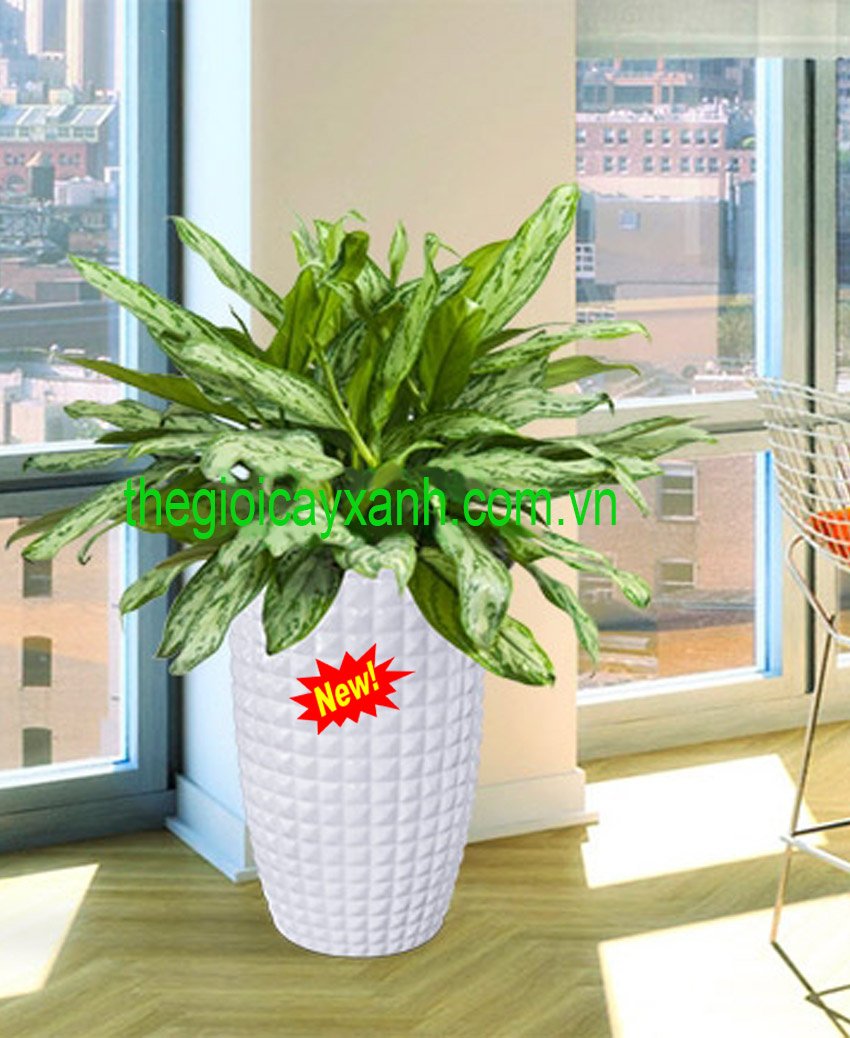CÂY NGÂN HẬU: Giá Từ 259k, Đặc Điểm, Ý Nghĩa, Cách Chăm Sóc 2