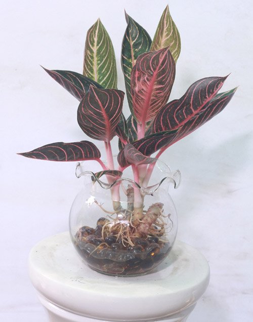 CÂY BAO THANH THIÊN 3