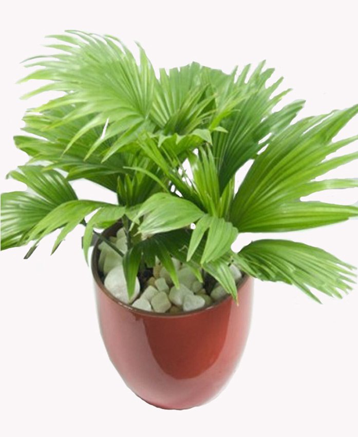 CÂY CỌ NHẬT 2