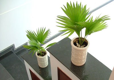 CÂY CỌ NHẬT 3