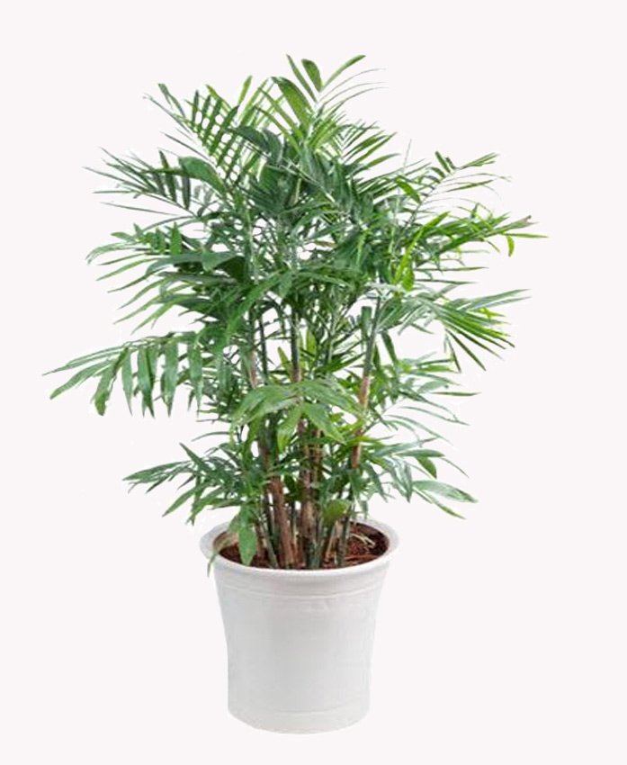 PHÁT TÀI THUYỀN 3