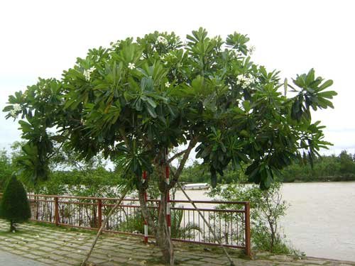 CÂY SỨ ĐẠI 3