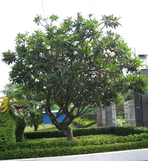 CÂY SỨ ĐẠI 2