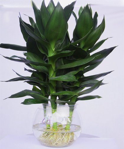 CÂY PHÁT TÀI  BÚP SEN 2