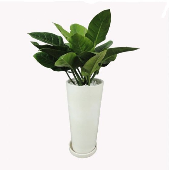 CÂY TRẦU BÀ ĐẾ VƯƠNG XANH 2