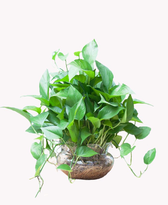 CÂY TRẦU BÀ 2