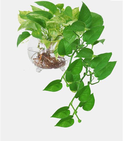 CÂY TRẦU BÀ 3