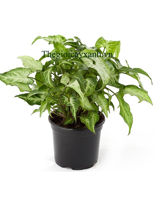 CÂY TRÓC BẠC 2