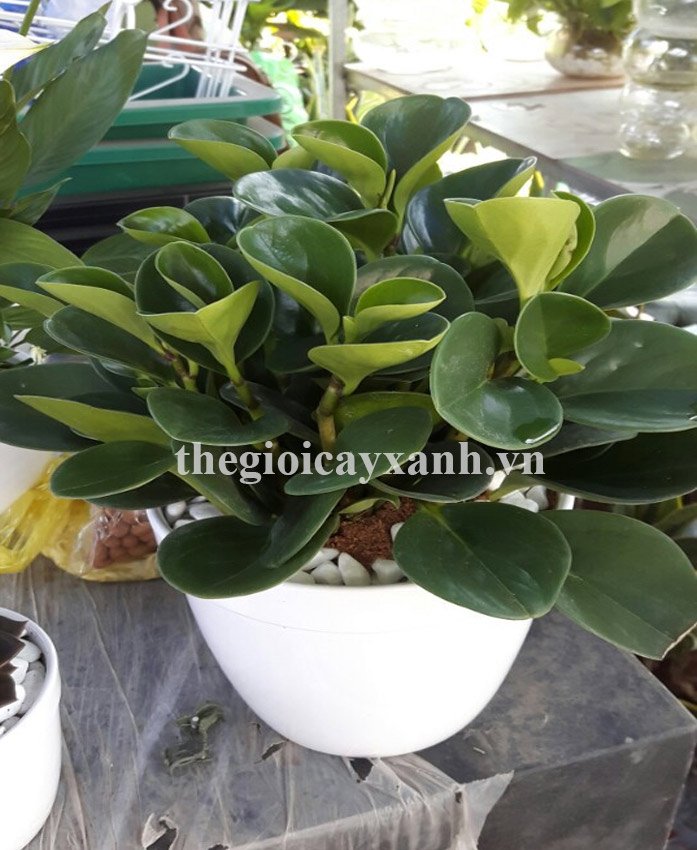 Cây Trường Sinh: Giá bán 199k, Ý nghĩa, đặc điểm, cách trồng chăm sóc. 3