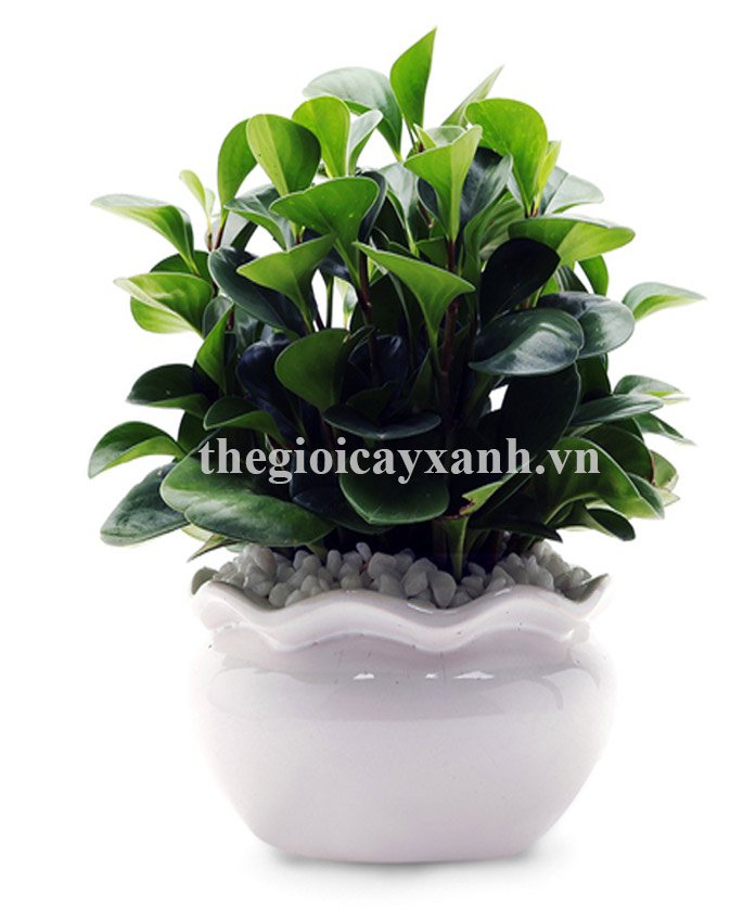 Cây Trường Sinh: Giá bán 199k, Ý nghĩa, đặc điểm, cách trồng chăm sóc. 2