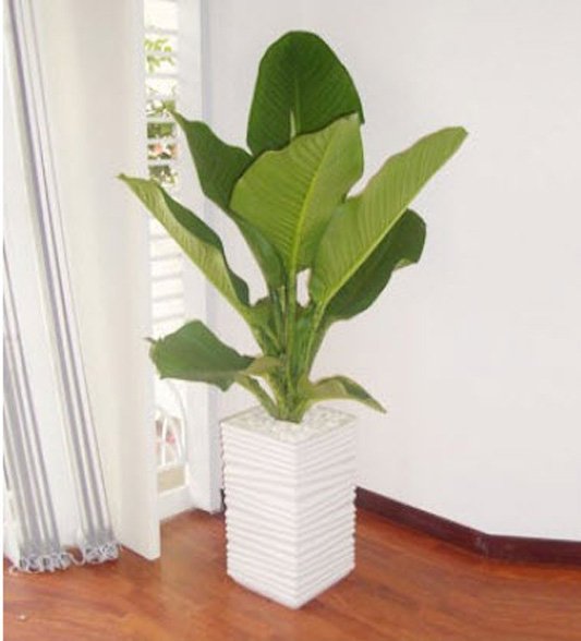 CÂY VẠN LỘC XANH 3