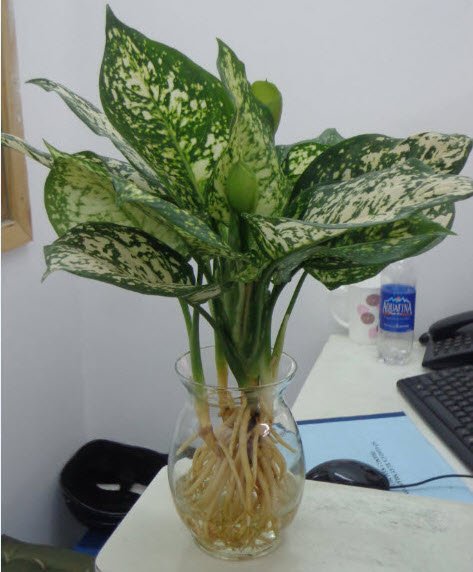 CÂY VẠN LỘC XANH 2
