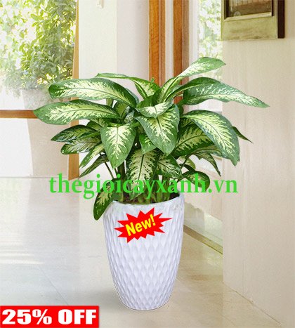 BÁO GIÁ CHO THUÊ CÂY CẢNH, CÂY XANH TỔ CHỨC SỰ KIỆN 3