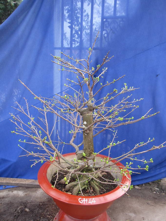 CHO THUÊ HOA MAI TẾT 2019 3