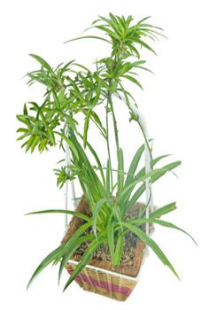 Công Ty Thi Công Tường Cây Xanh Chuyên Nghiệp Giá Rẻ Tại Tphcm