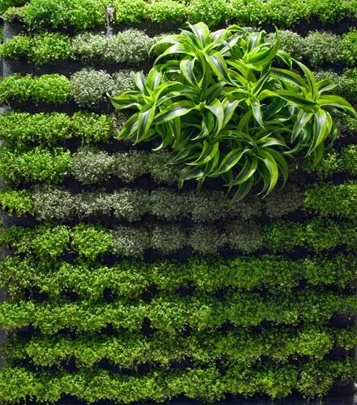 Thiết Kế, Thi Công Tường Cây Xanh Hồ Chí Minh 2