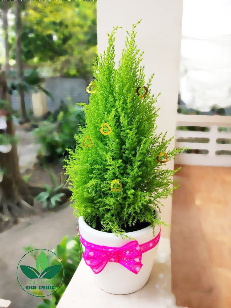 Cây thông Noel – Cây sơn tùng trang trí Noel trồng sẵn trong chậu đẹp, hiện đại